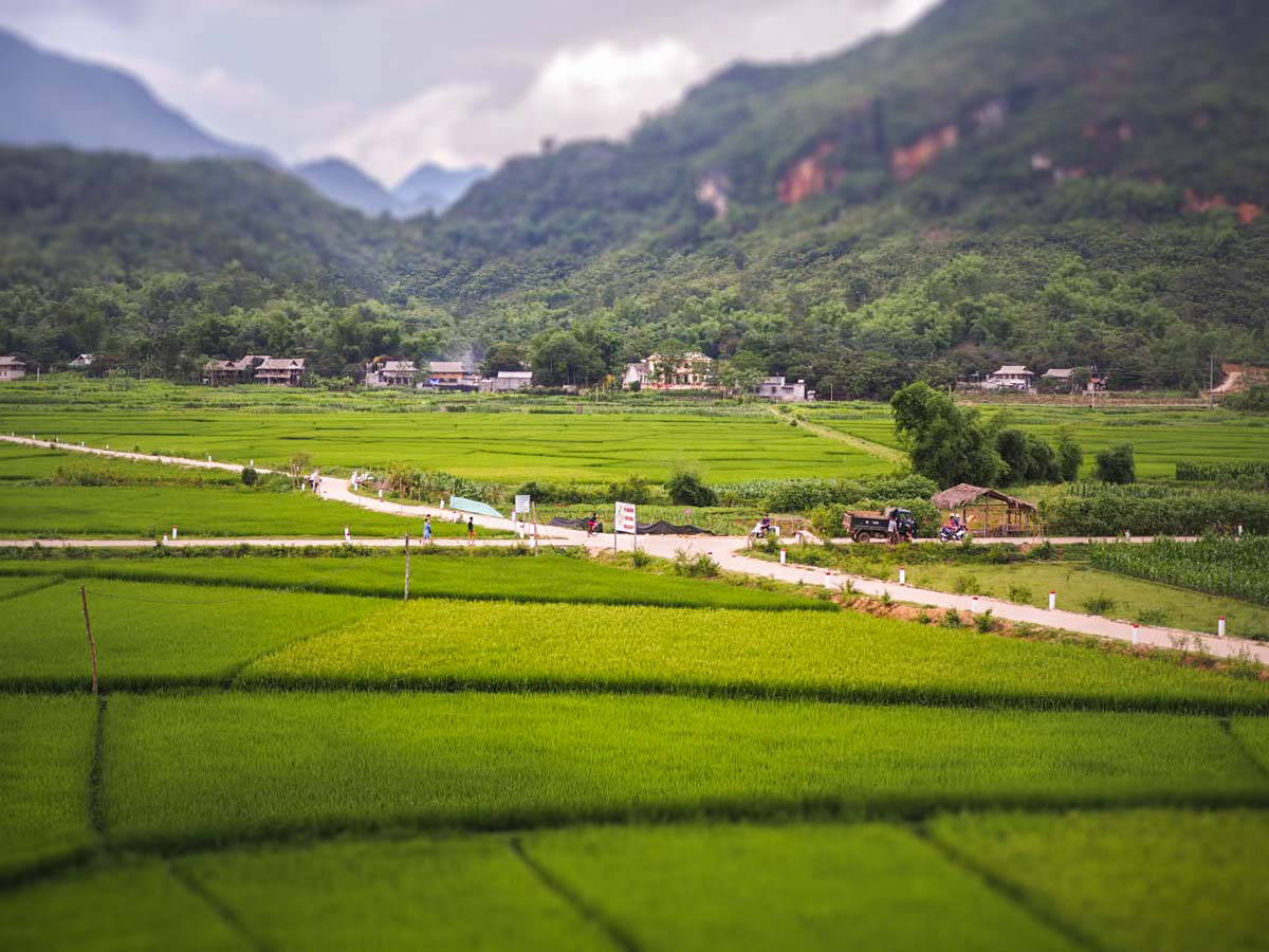 Mai Chau rice fields