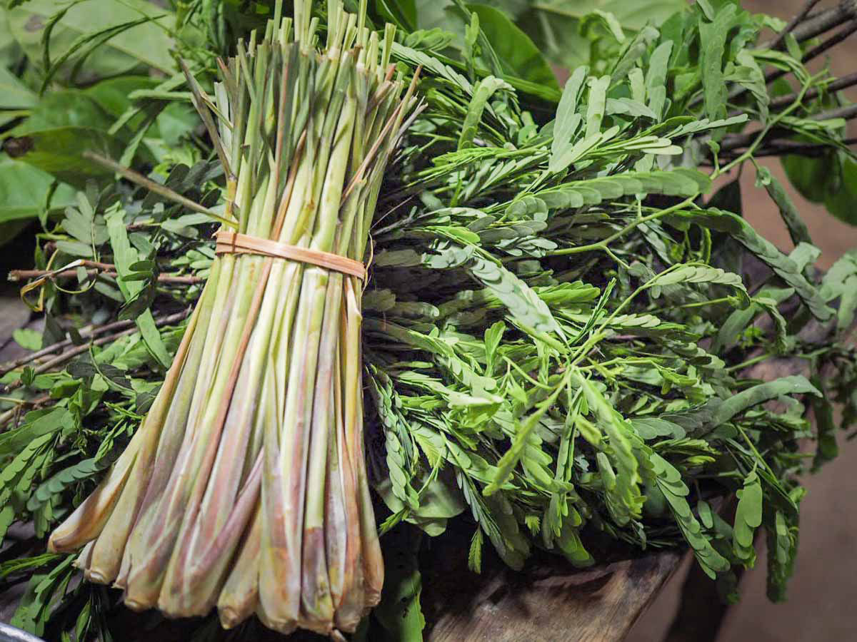 Traditional herbal medicine in Vietnam