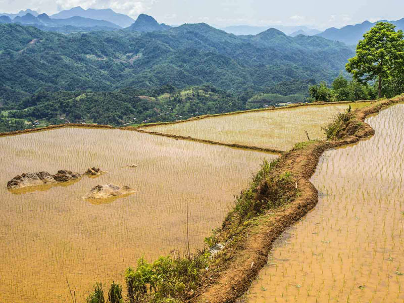 Mountain rice terrace in Vietnam