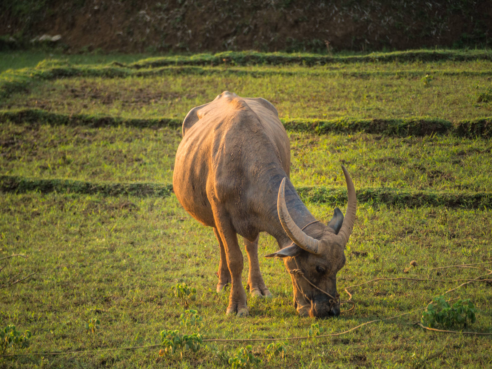 Buffalo in Vietnam