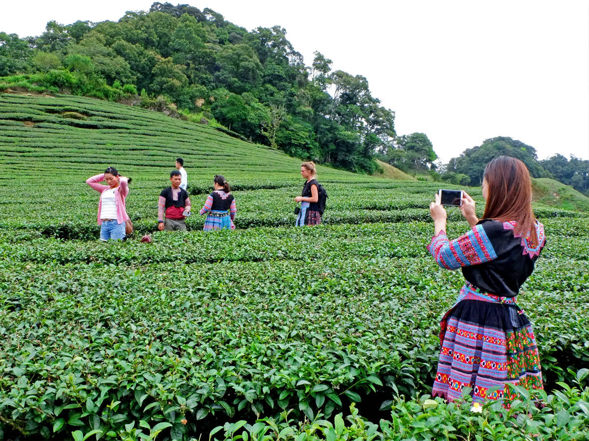 Tea farm Hmong village Pa Co Vietnam
