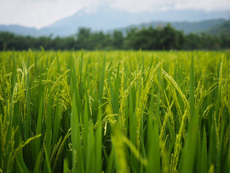 Hoa Binh mountains