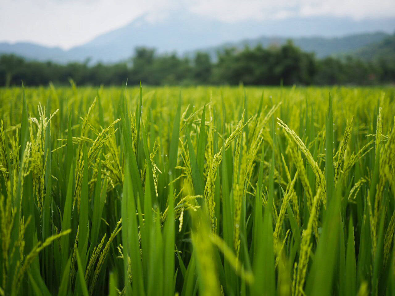 Mai Chau tours